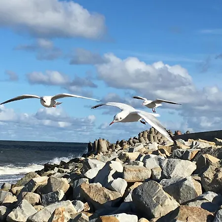 דירה Mieszkanie Muszelka *