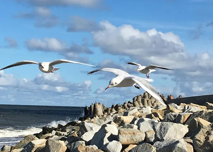 Апартаменты Mieszkanie Muszelka *